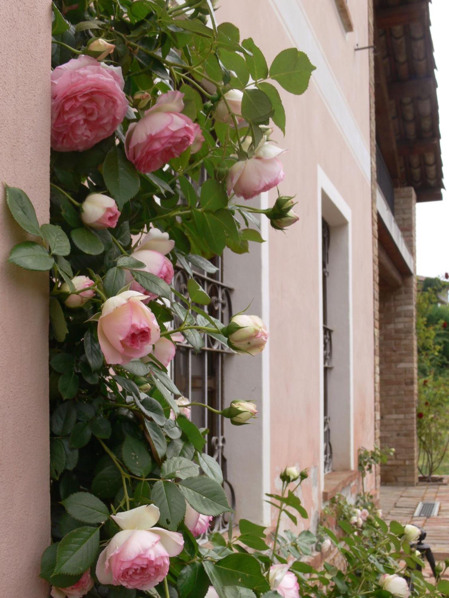 Gasthaus Casa Isabella Vaglio Serra Exterior foto